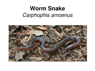Worm Snake Carphophis amoenus
