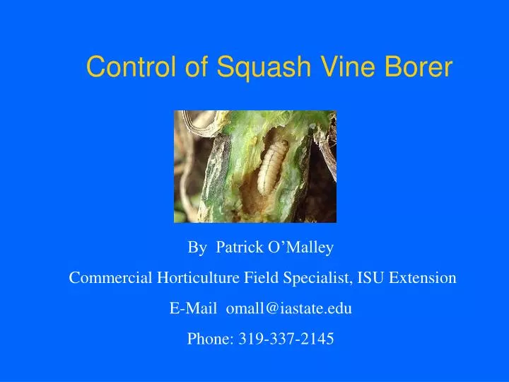 control of squash vine borer