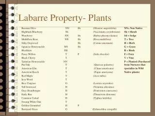 Labarre Property- Plants