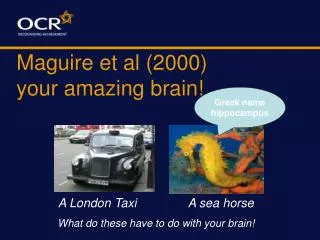 Maguire et al (2000) your amazing brain!