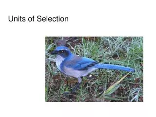 Units of Selection