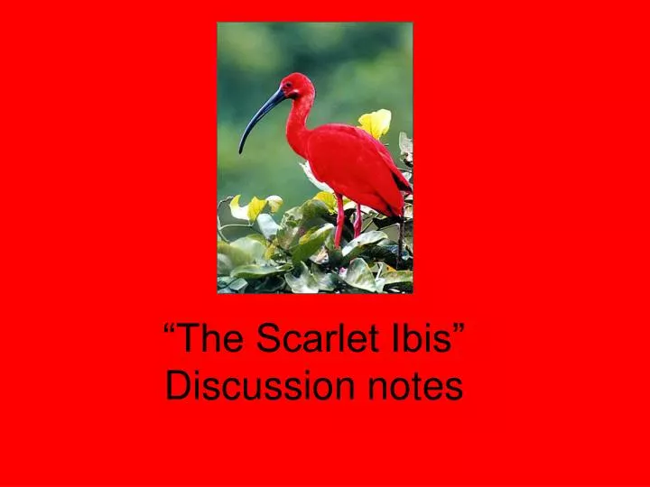 the scarlet ibis discussion notes