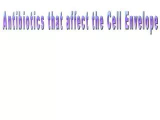 Antibiotics that affect the Cell Envelope