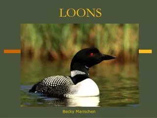 LOONS