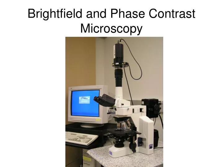 brightfield and phase contrast microscopy