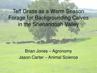 Teff Grass as a Warm Season Forage for Backgrounding Calves in the Shenandoah Valley