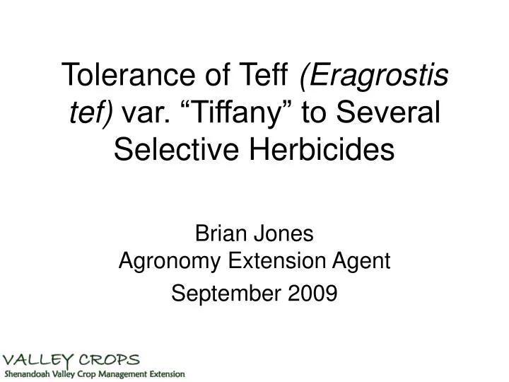 tolerance of teff eragrostis tef var tiffany to several selective herbicides