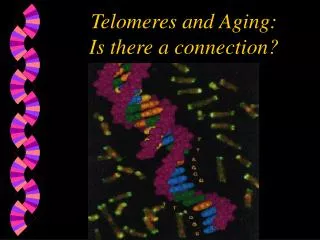Telomeres and Aging: Is there a connection?