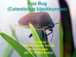 Koa Bug (Coleotichus blackburniae)