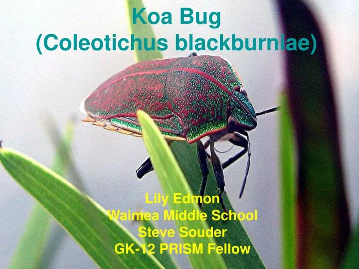 koa bug coleotichus blackburniae
