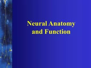 Neural Anatomy and Function