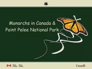 Monarchs in Canada &amp; Point Pelee National Park
