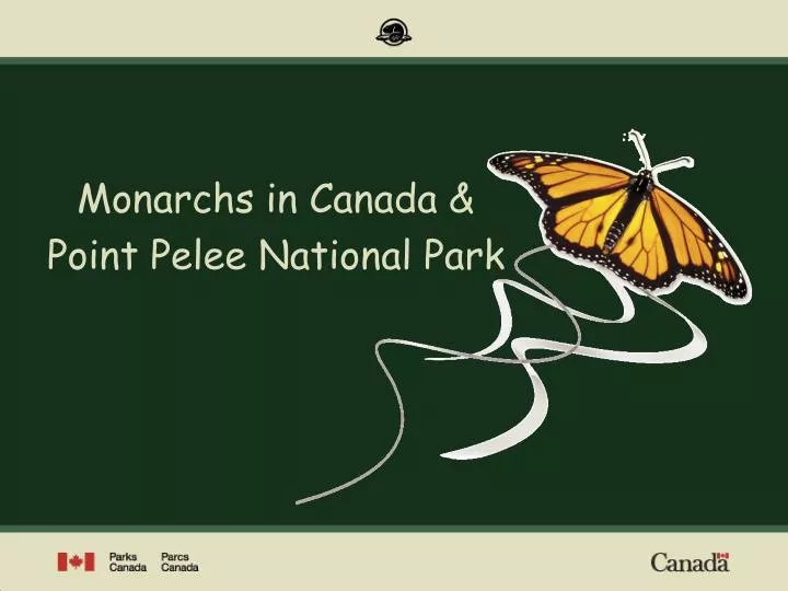 monarchs in canada point pelee national park