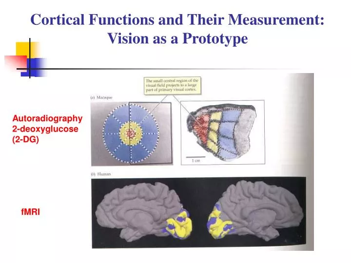 cortical functions and their measurement vision as a prototype