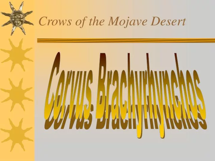 crows of the mojave desert
