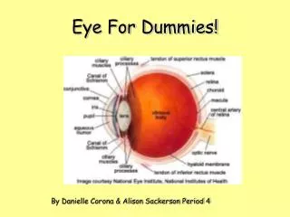 Eye For Dummies!