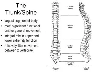 The Trunk/Spine