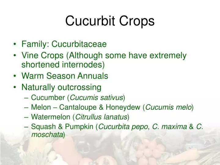 cucurbit crops