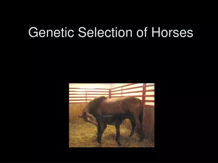 genetic selection of horses