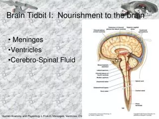 Brain Tidbit I: Nourishment to the brain