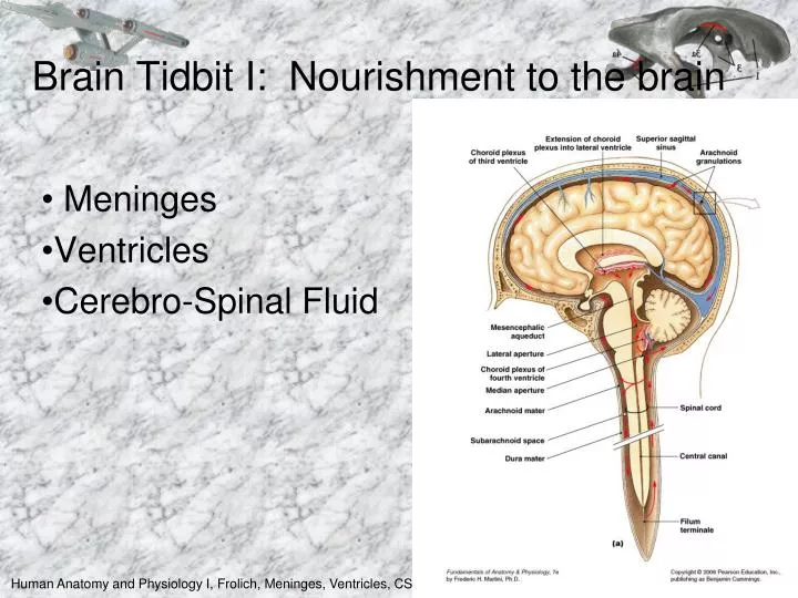 brain tidbit i nourishment to the brain