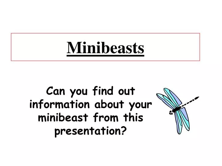 minibeasts