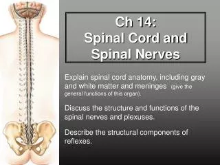 Ch 14: Spinal Cord and Spinal Nerves