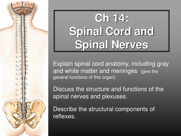 ch 14 spinal cord and spinal nerves