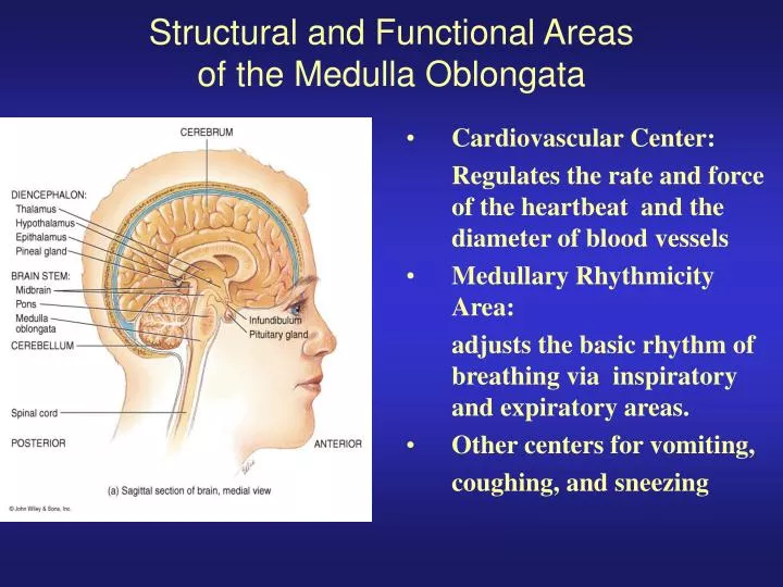 structural and functional areas of the medulla oblongata