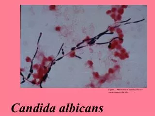 Candida albicans