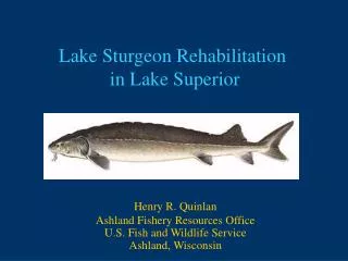 Lake Sturgeon Rehabilitation in Lake Superior
