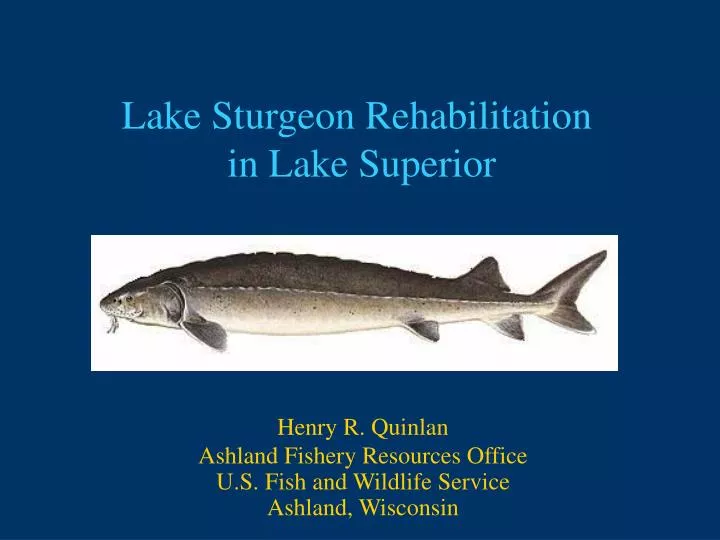lake sturgeon rehabilitation in lake superior