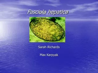 Fasciola hepatica