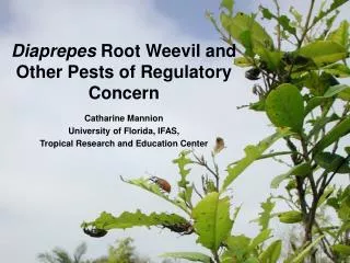 Diaprepes Root Weevil and Other Pests of Regulatory Concern