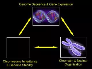 Genome Sequence &amp; Gene Expression