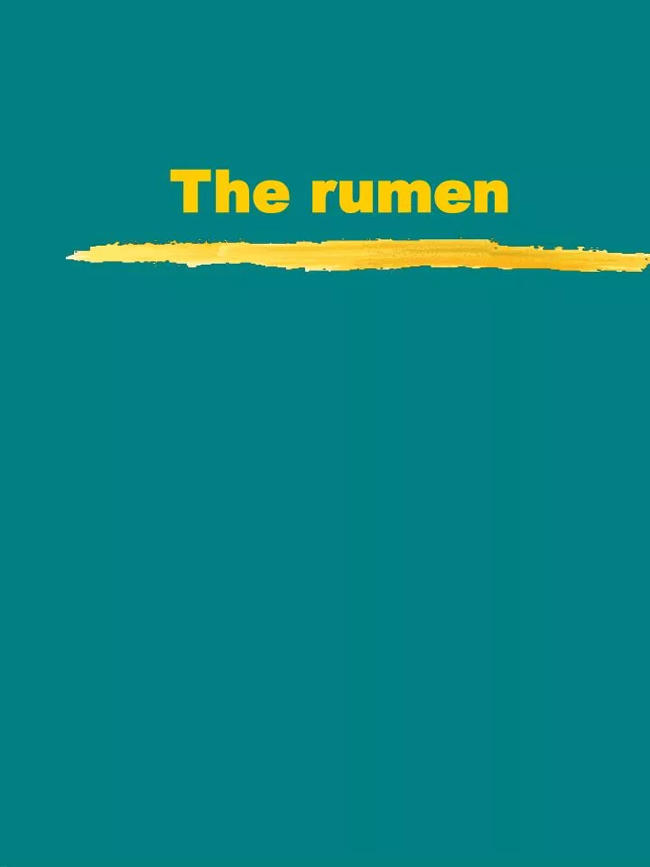 the rumen