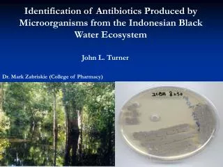 Identification of Antibiotics Produced by Microorganisms from the Indonesian Black Water Ecosystem
