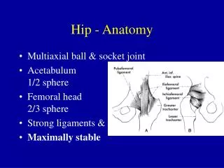Hip - Anatomy