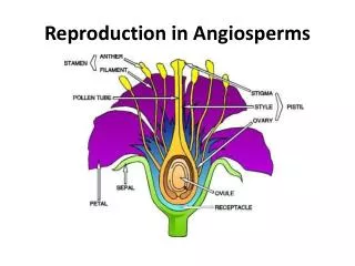 Reproduction in Angiosperms