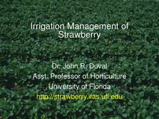 Irrigation Management of Strawberry