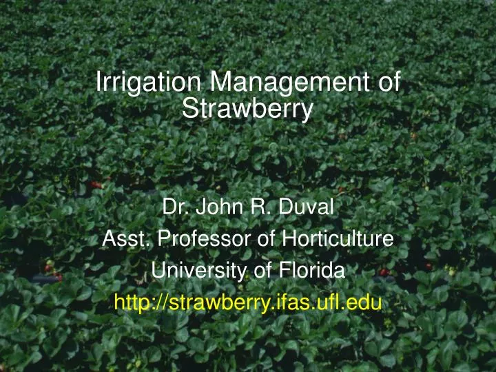 irrigation management of strawberry