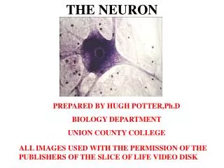 THE NEURON