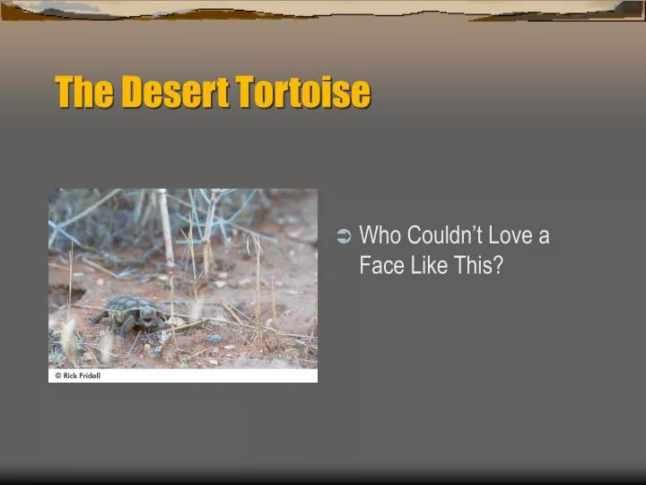 the desert tortoise