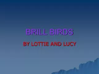 Brill Birds