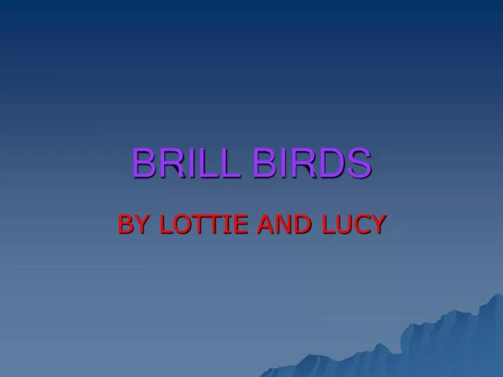 brill birds