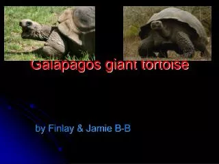 Galapagos Giant Turtle