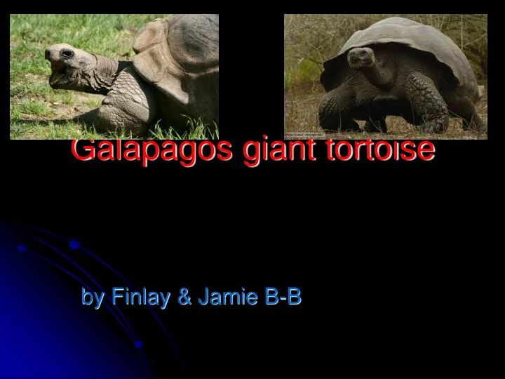 galapagos giant tortoise