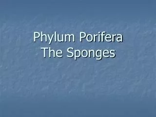 Phylum Porifera The Sponges