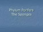 Phylum Porifera The Sponges - slide 1