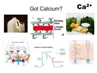 Got Calcium?